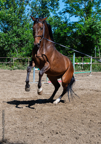 Vászonkép Horse Rearing on the Lunge Line