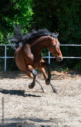 Foto Horse Running in Manege