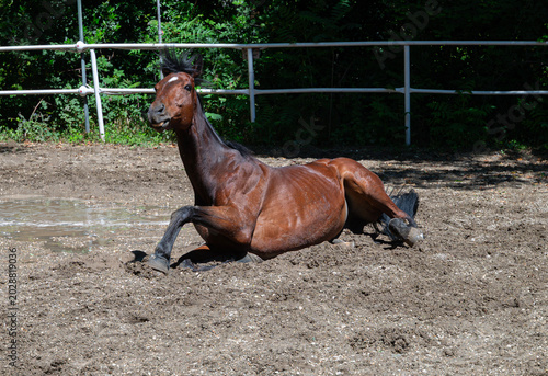 Foto Horse Getting up from Lying down