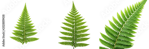 Tableau sur toile Green Fern Leaf Tropical Frond PNG Transparent Background - Botanical Foliage Br