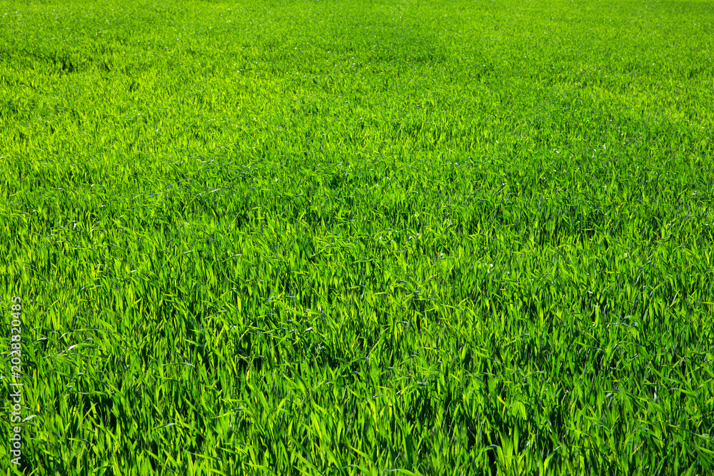 Obraz premium Fresh spring green grass. Natural background texture lawn