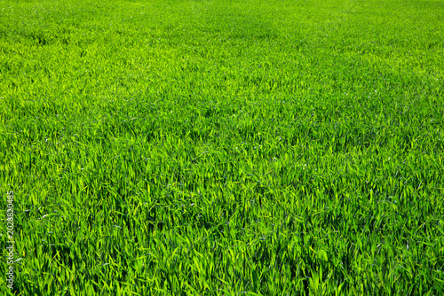 Fresh spring green grass. Natural background texture lawn
