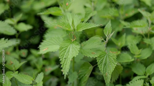 Close-up footage of fresh green nettle leaves moving gently in the wind inside a lush natural forest environment. Cinematic botanical scene representing herbal plants, organic growth, wellness.