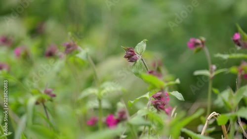 Close-up cinematic footage of wild forest flowers and green plants gently swaying in the wind with soft natural bokeh background. Peaceful botanical scene representing spring nature, tranquility.