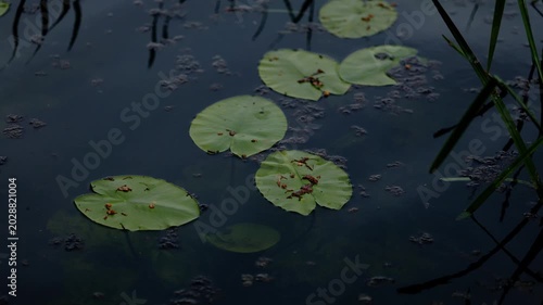 Cinematic footage of green lily pads floating on dark calm water with gentle natural movement and reflections in a quiet pond environment. Atmospheric wetland scene symbolizing tranquility, ecology.