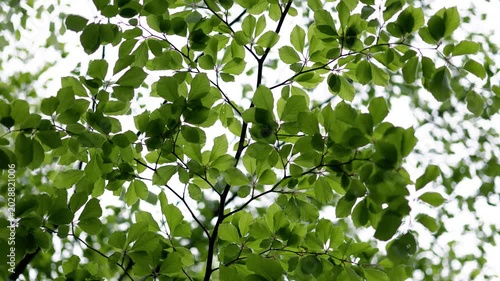 Cinematic footage of fresh green tree leaves gently moving in the wind against bright natural sunlight and a soft white sky background. Peaceful forest canopy scene representing spring growth.