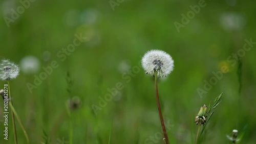Close-up cinematic footage of a white dandelion seed head gently moving in the wind in a bright green meadow with soft natural bokeh. Peaceful spring nature scene symbolizing freedom, growth, hope.