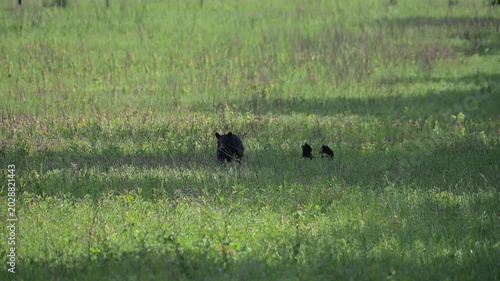 Black Bear Family in the Meadow