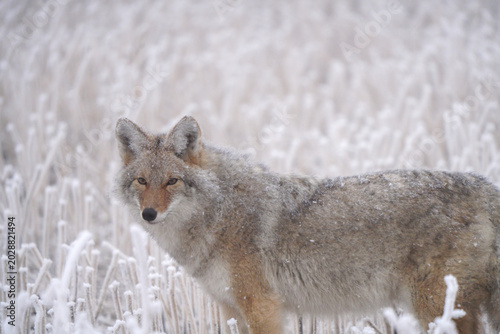 Принти на полотні Coyote standing in a frosty winter field with snow-covered grasses