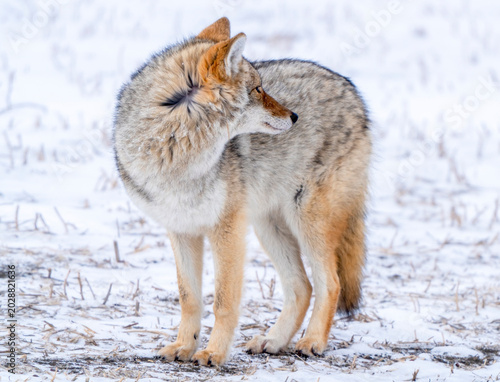 Foto Coyote standing in a snowy field, looking over its shoulder with alert eyes