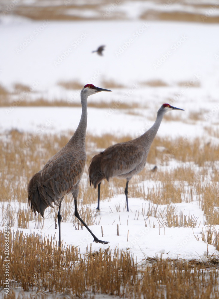 Fototapeta premium Two sandhill cranes stand in a snowy field with dry grass and a bird flying overhead