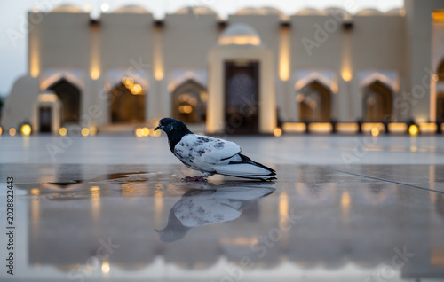 Pigeon stands on wet pavement, reflecting softly. Architecture glows warmly behind it, lit at dusk. Smooth stone mirrors the building's grandeur and soft glow. Silent moment captures stillness