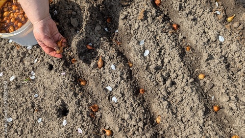Tableau sur toile woman’s hand planting onion sets into soil