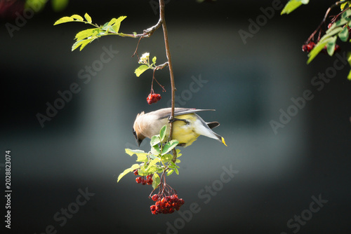 Cedar waxwing bird perched on a branch eating red berries in soft natural light