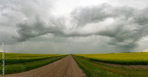 Stormy skies loom over a vast canola field with a dirt road leading onward
