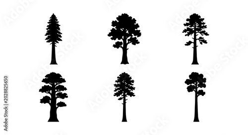 Schilderij op canvas Conifer Tree Silhouettes Set, Evergreen Forest Icons, Pine Sequoia Vector Graphi