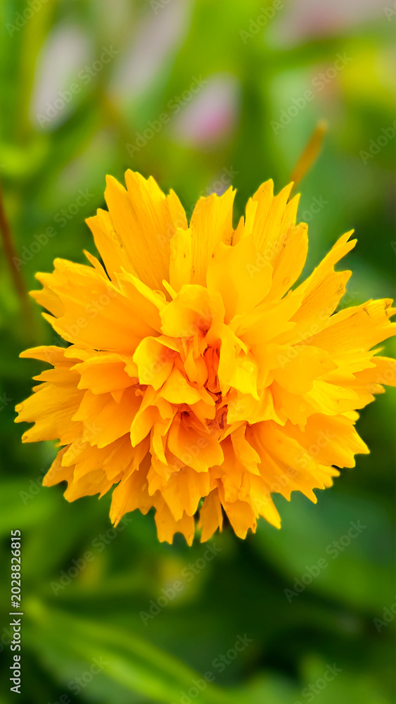 Obraz premium Vibrant yellow coreopsis flower macro shot