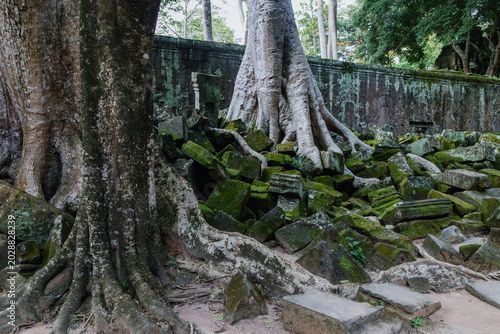 Canvas Print Massive tree roots engulf ancient stone ruins at Ta Prohm temple in Siem Reap, Cambodia