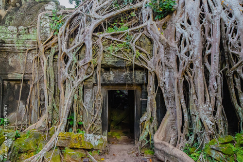 Foto Massive tree roots engulf ancient temple ruins in Ta Prohm, Siem Reap, Cambodia