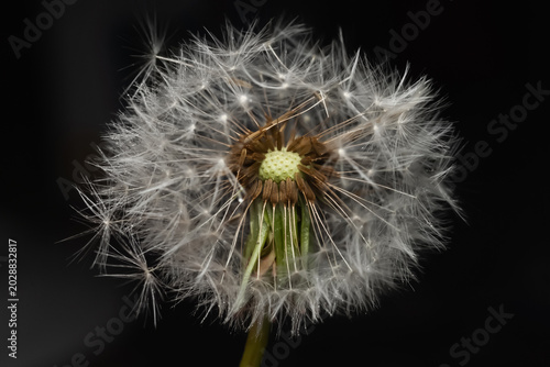 Canvastavla Wet dandelion against a dark background