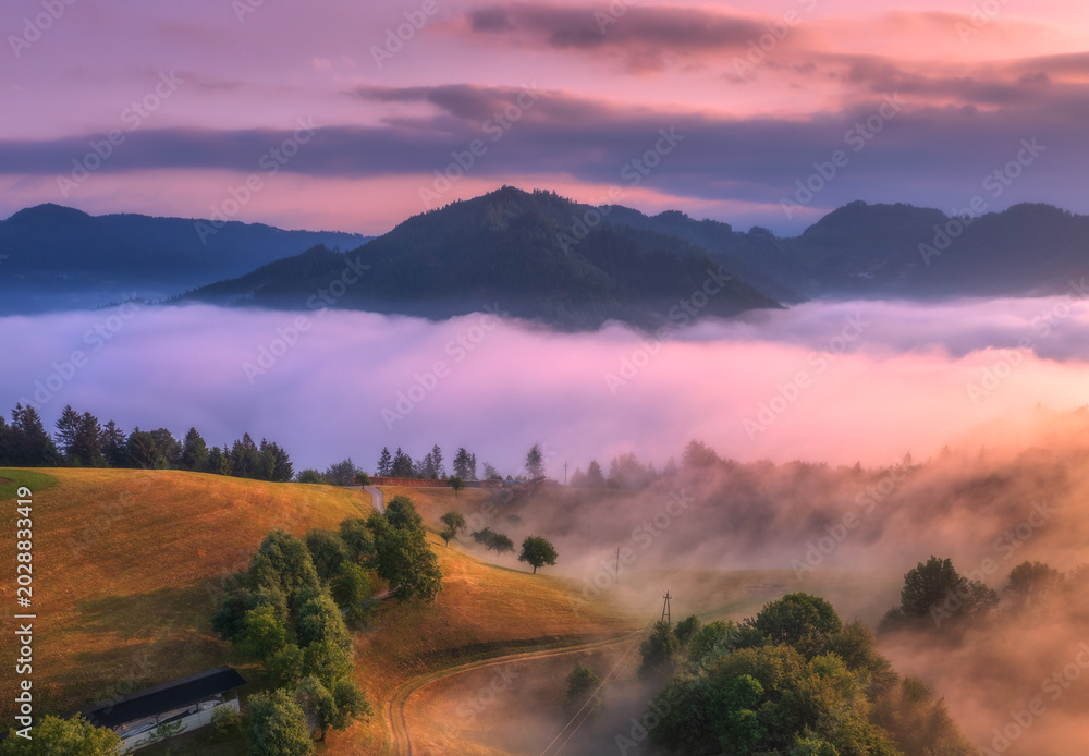 Fototapeta premium Aerial view of trees on alpine meadow, mountains in pink low clouds at foggy sunrise in summer. Top drone view of hills with green grass and trees in fog, purple sky at dawn. Slovenia. Landscape. Alps