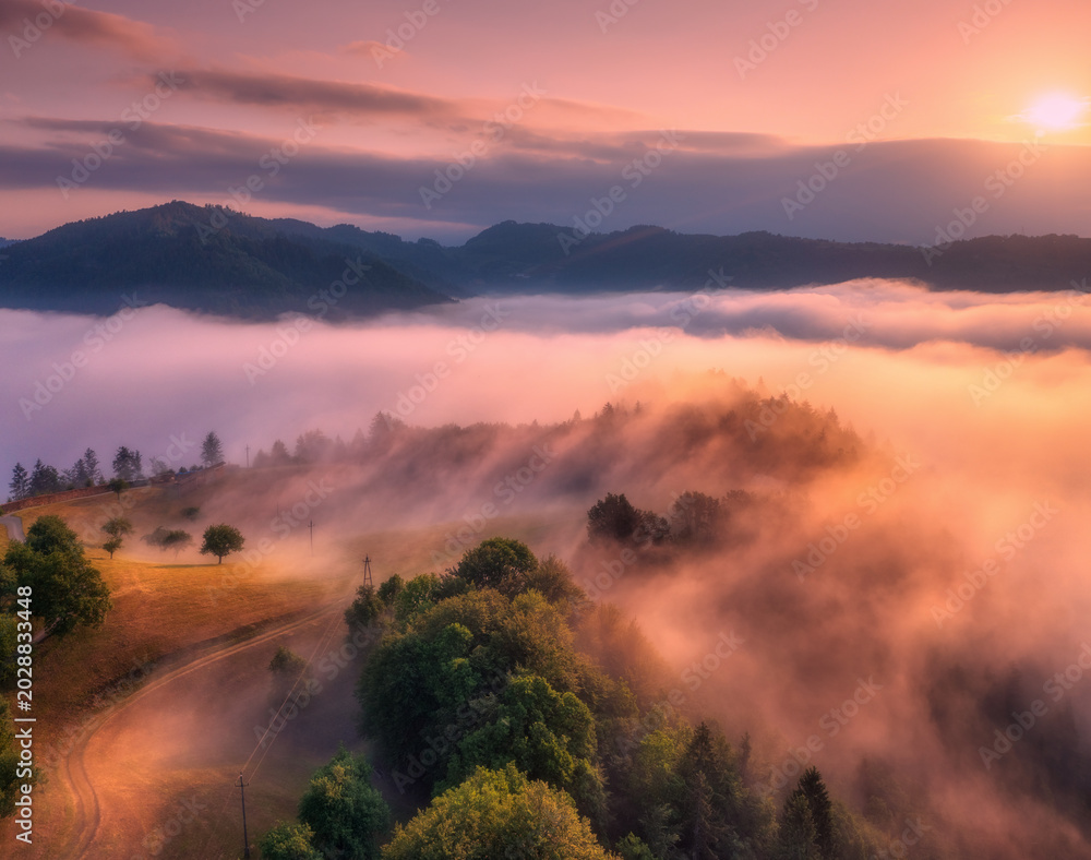 Obraz premium Aerial view of trees on alpine meadow, mountains in pink low clouds at foggy sunrise in summer. Top drone view of hills with green grass and trees in fog, purple sky at dawn. Slovenia. Landscape. Alps