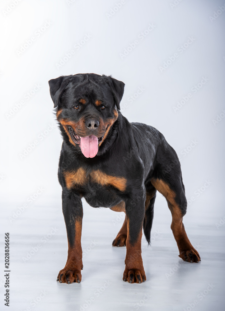 Fototapeta premium Rottweiler Standing in Studio.
