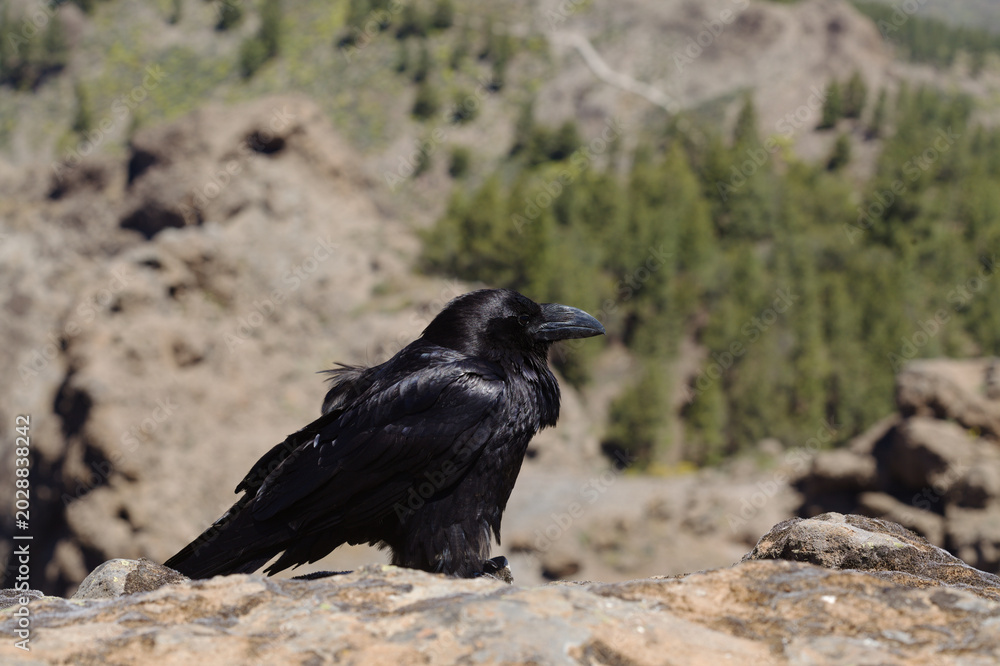 Obraz premium Fauna of Gran Canaria - Canary Islands Raven (Corvus corax canariensis) Perched on a Rock