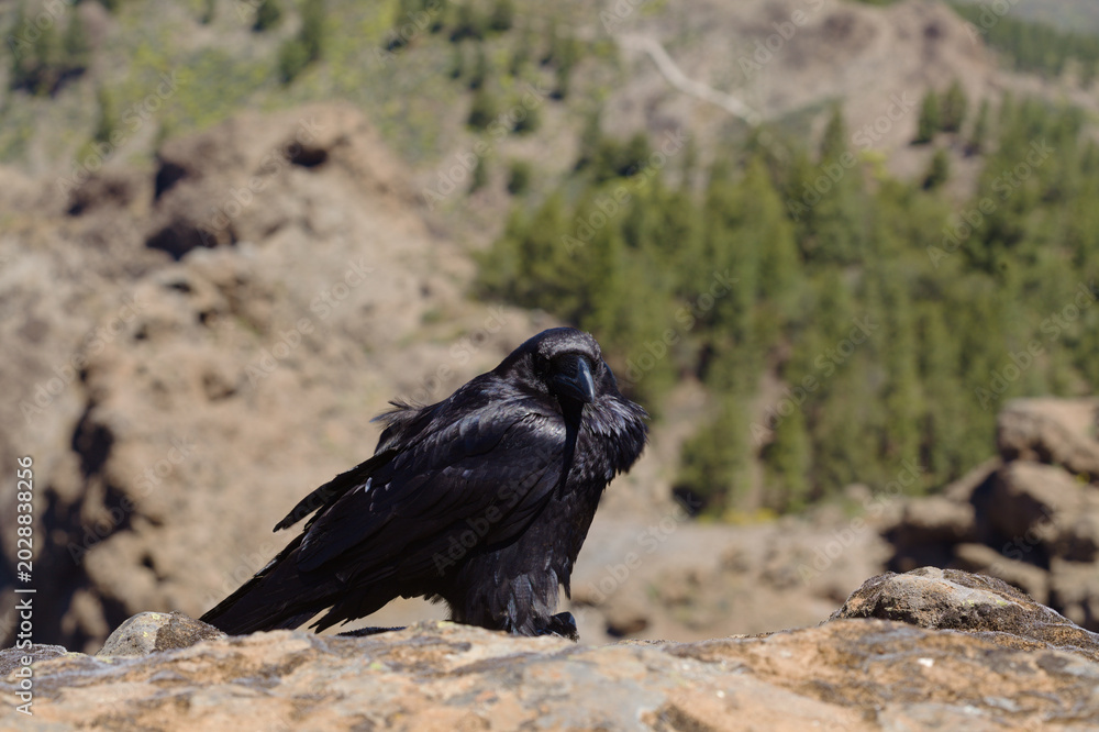 Fototapeta premium Fauna of Gran Canaria - Canary Islands Raven (Corvus corax canariensis) Perched on a Rock