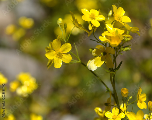 Flora of Gran Canaria - bright yellow flowers of Ranunculus cortusifolius, Canary buttercup natural macro floral background
