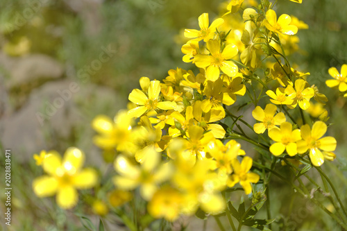 Flora of Gran Canaria - bright yellow flowers of Ranunculus cortusifolius, Canary buttercup natural macro floral background
