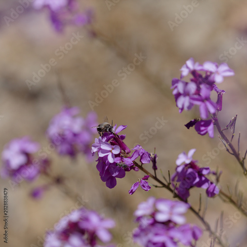 Flora of Gran Canaria - lilac flowers of crucifer plant Erysimum albescens, endemic to the island, natural macro floral background

