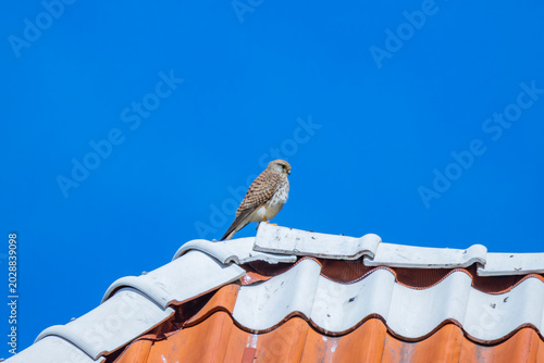 Bild auf Leinwand A kestrel in Tallinn old town in Estonia
