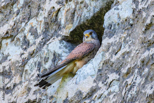 A kestrel in Tallinn old town in Estonia