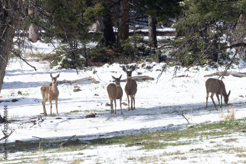 Small Herd of Mule Deer
