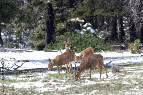 Small Herd of Mule Deer
