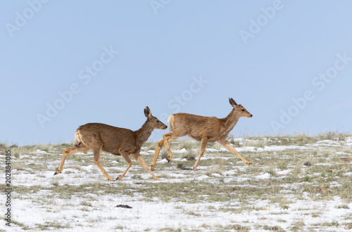 Small Herd of Mule Deer