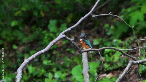 A common kingfisher (*Alcedo atthis*) rests on a dead branch over calm canal water