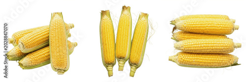 Bild auf Leinwand Fresh Yellow Corn Cobs Isolated on Transparent PNG Background, Healthy Organic S