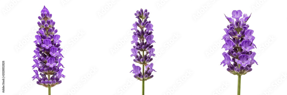 Fototapeta premium Set of Fresh Lavender Flowers Isolated on White Background, Vibrant Purple Lavender Sprigs for Aromatherapy and Beauty Products, Botanical Floral PNG Elements for Design, Spring Nature Collection, Nat