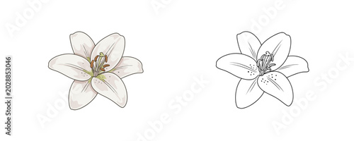 Valokuva Cartoon illustrations of white lily flower in flat colored and black line styles