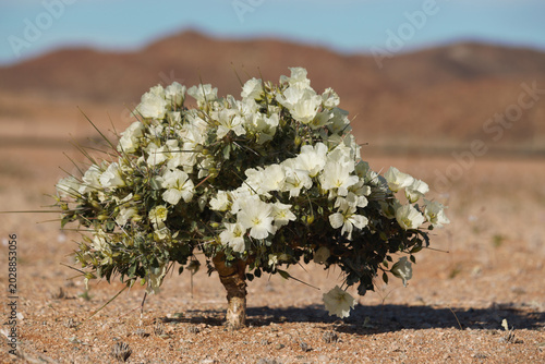 Obraz na plátně The Bushman's Candle (Sarcocaulon) is a succulent shrub, well known to survive extreme conditions such as heat, draught, poor soil and high salinity