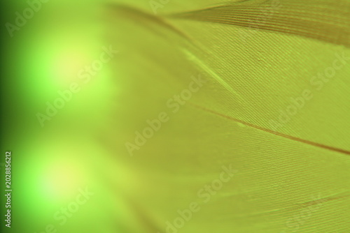 Macro photo feathers colored artistic bohemian style cozy boho aesthetic background close up	
