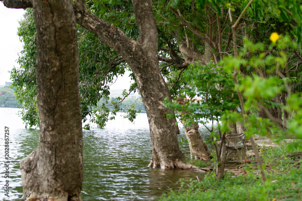 Fototapeta premium Riverbank trees green foliage water edge calm lake natural landscape forest shore tree trunk reflective water outdoor scene serene view