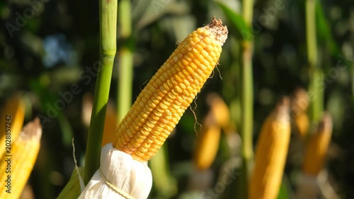 corn on the cob