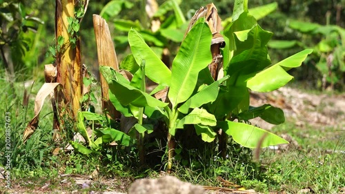 Fresh green banana leaves growing vigorously during the summer season create a vibrant tropical scene, illustrating healthy plant growth, natural vitality, and seasonal beauty under warm sunlight.