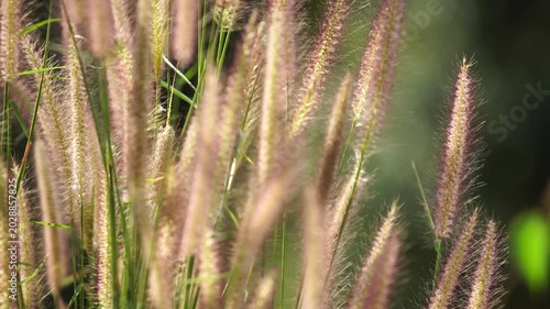 Wild grass flowers gently swaying in the breeze create a peaceful natural scene, illustrating freedom, seasonal change, and the delicate movement of nature in a serene outdoor landscape.