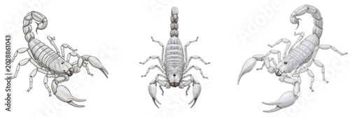 Cuadro en lienzo Set of Three Detailed Scorpion Illustrations Isolated on White Background, Reali