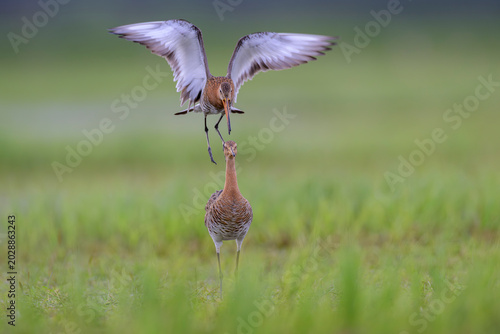 uferschnepfe limosa black-tailed godwit