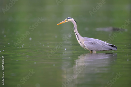 Photos graureiher ardea cinerea gray heron
